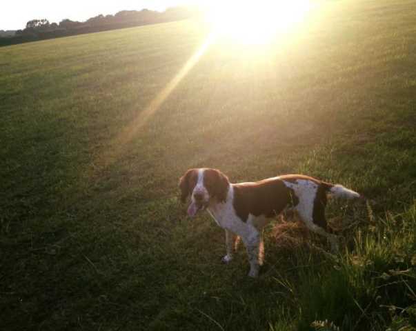 paws and claws pet sitting