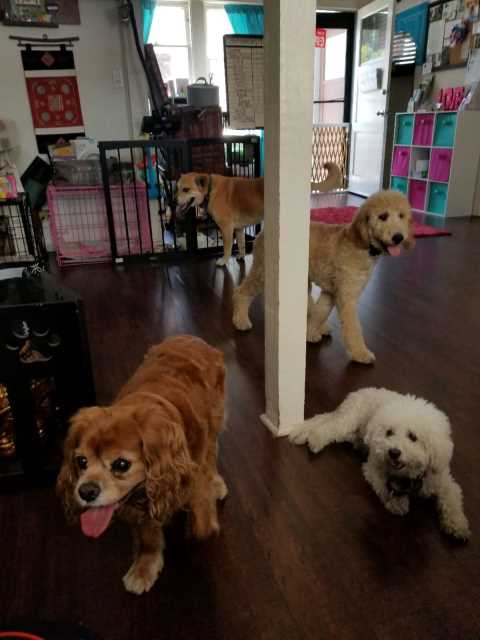 Pet Daycare in th Street, Santa Monica Social 'Yappy' Hour