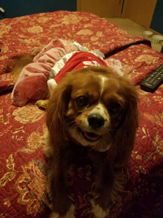 Pet Boarding in Plainfield Guardian Angels Sitting Services