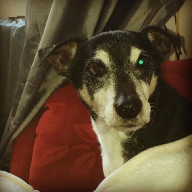 dog night care near me