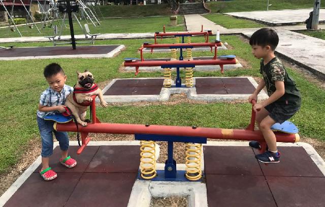 Dog Hotel Home Pet Boarding In Johor Bahru Johor Taman Pelangi Tmn Pelangi Pet Boarding Petbacker Johor