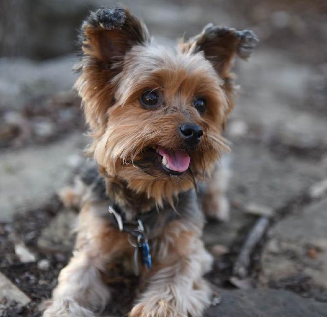 pet sitting georgetown