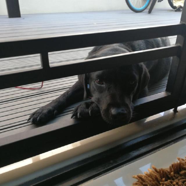 Pet Hotel Home Pet Boarding in kajang, Kajang Guinness Home PetBacker Selangor