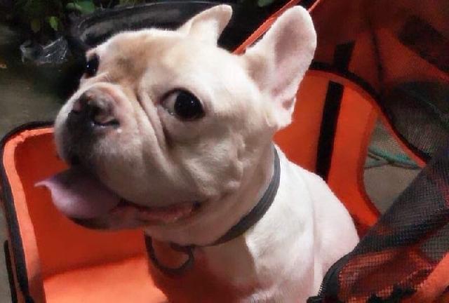 dog daycare facilities near me