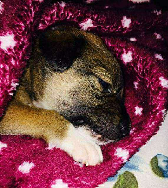 Dog, Cat Hotel Home Pet Boarding in koramangala, Bengaluru Paridhi's