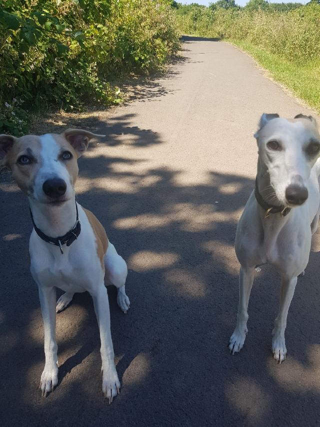 What Do Dog Walkers Make Per Hour