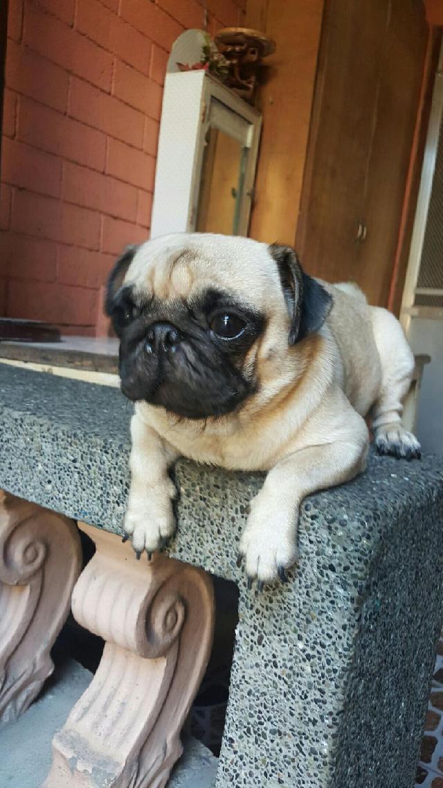 Dog, Cat Hotel Home Pet Boarding in Taguig City, Taguig Chacha & Roxie's Service PetBacker