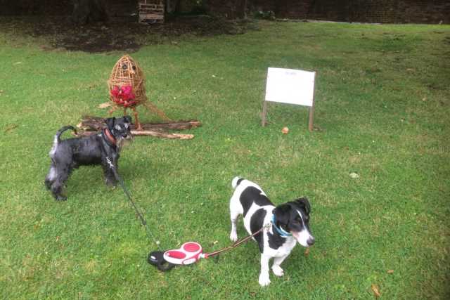 dog day care didsbury