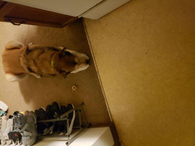 dog sitting place near me