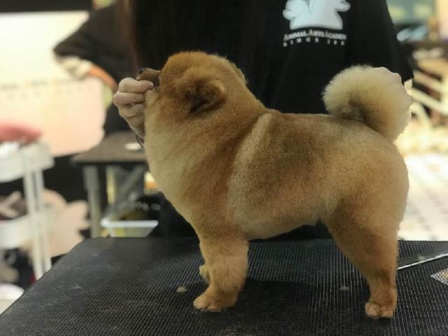 Grooming Short Haired Chow NuewayPets FureverBrush Professional