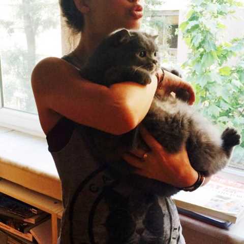 cat boarding manhattan