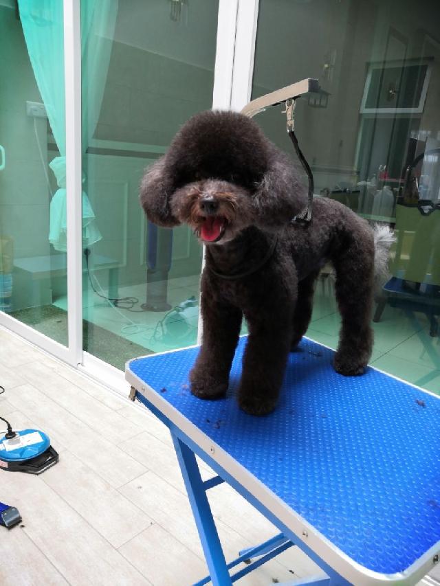 PETALING JAYA Best Dog Grooming @ Petaling Jaya | PetBacker | I - Groom