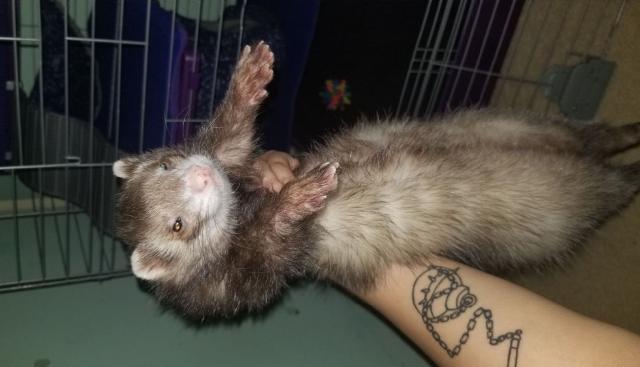 Pet Boarding in Somerset, Franklin Township Somerset Ferret