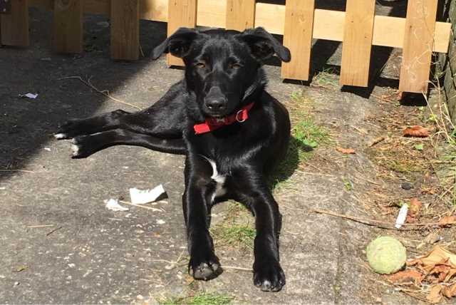 Dog Walking in Puddletown, Dorchester DT2 Alice's Walking