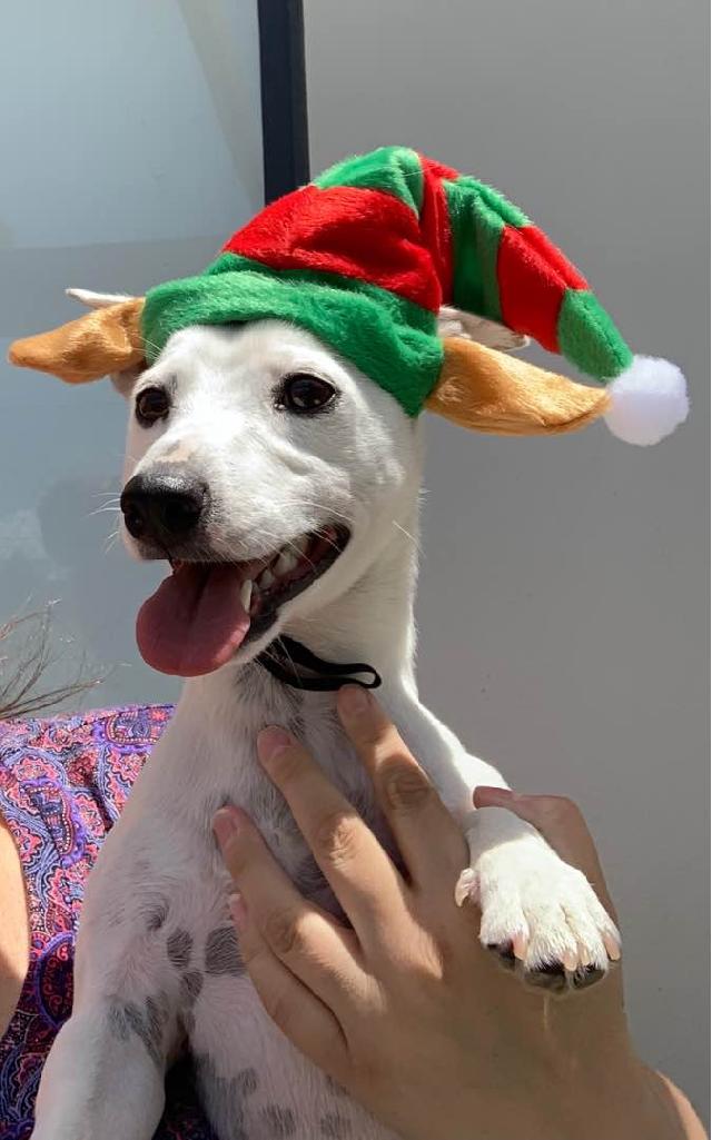 Pet Hotel Home Pet Boarding in Somerset West, Door De Kraal