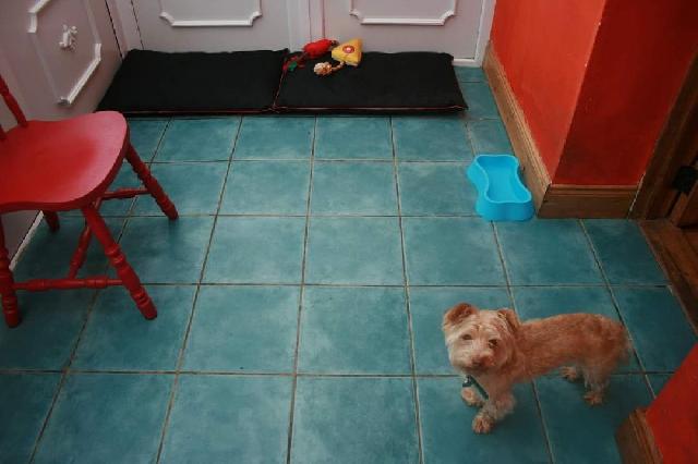 Dog Hotel Home Pet Boarding in Swinford, Mayo, Curryaun