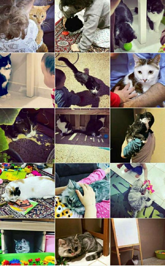 Pet Hotel Home Pet Boarding in Al Sirb Street, Dubai Pet Boarding