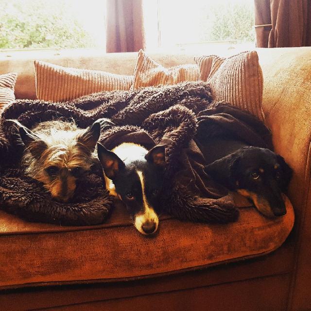 Dog Walking in Glasgow , East Kilbride G74 East Kilbride Dog Walking