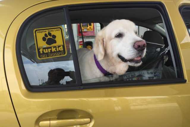 Car Uber For Pet Sitting Uber Drivers Uber Dogs In Car Will Uber