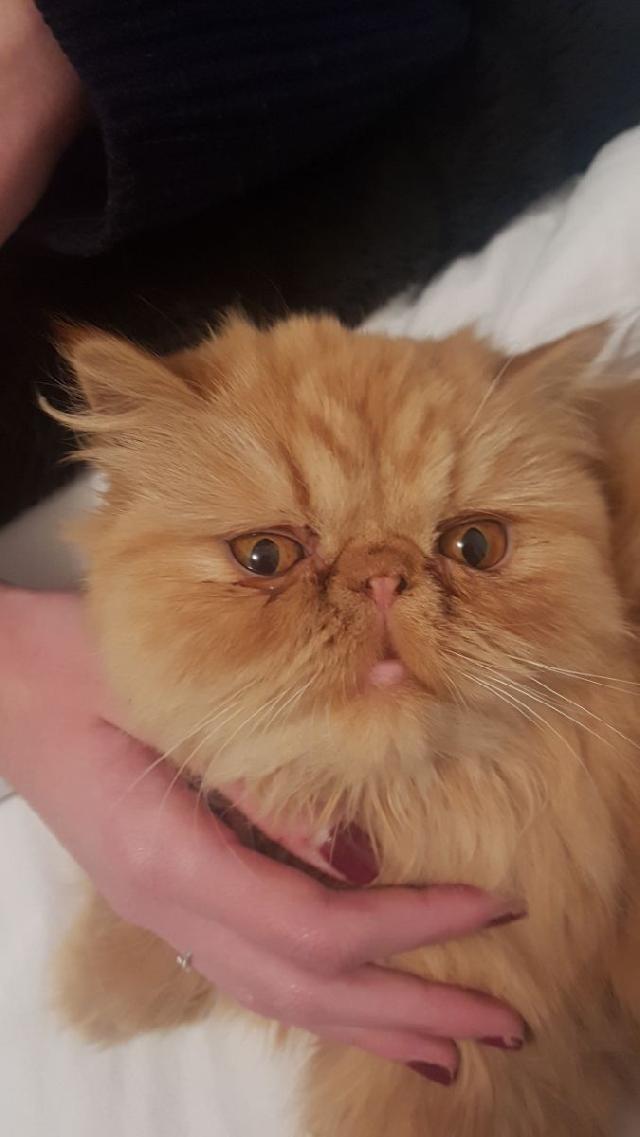 animal amour pet care center