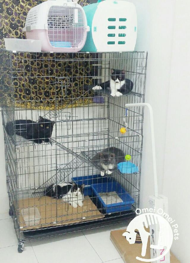 Pet Taxi Transport in Taman Kajang Sentral, Kajang Omei Omei Pets Pet Taxi PetBacker Selangor