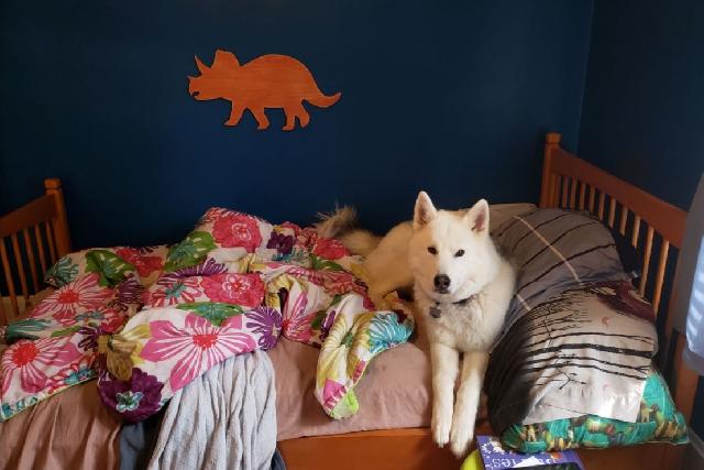 cat boarding quad cities