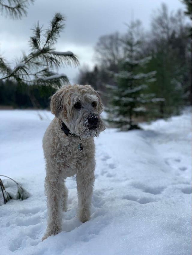 all about cats and dogs pet resort