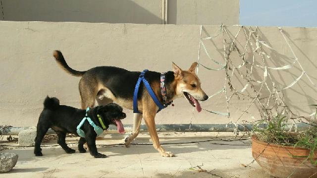 Minute Key Near Me >> Dog, Cat House Sitting Services by Pet sitters at Kondapur ... Minute Key Near Me >> Dog, Cat House Sitting Services by Pet sitters at Kondapur ...