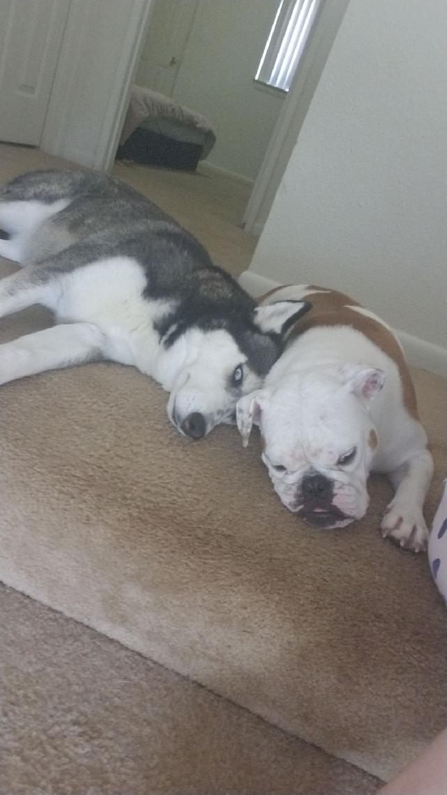 Pet Boarding in lemoore, Lemoore Tina Lentini PetBacker Home Pet Hotel