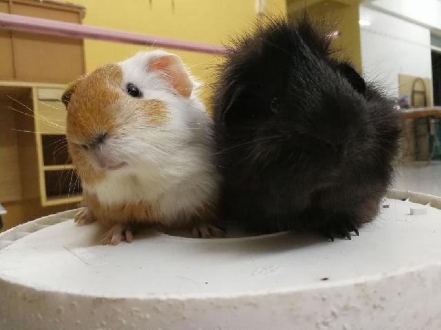 Pet Hotel Home Pet Boarding in Kampung Dua Bukit, Beranang