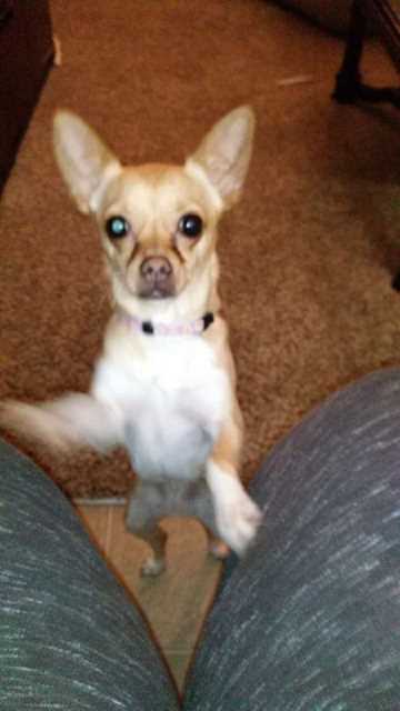 caucasian shepherd adoption