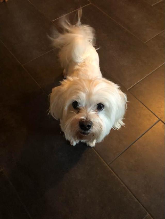 Pet Boarding in Lisburn , Belfast , Craigavon Lisburn Pet Boarding