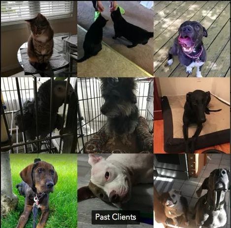 Elite Canine Pet Services