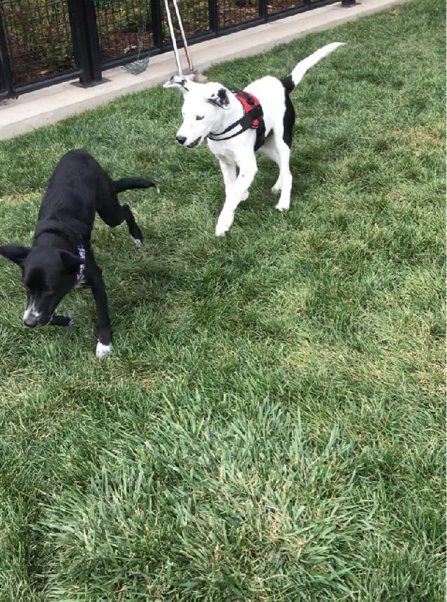 Pet Sitter in Loomiller Park, Longmont 40 Min House Sitting