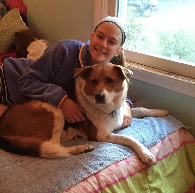 Dog Walking in Christchurch, Ilam , Christchurch Christchurch Dog