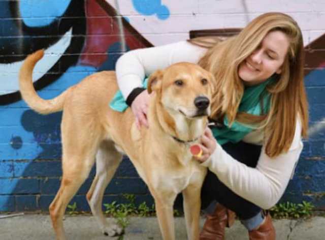 all about cats and dogs pet resort