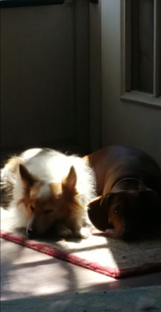 Pet Sitter in Earls Court, New Bern, North Carolina La Sitter PetBacker