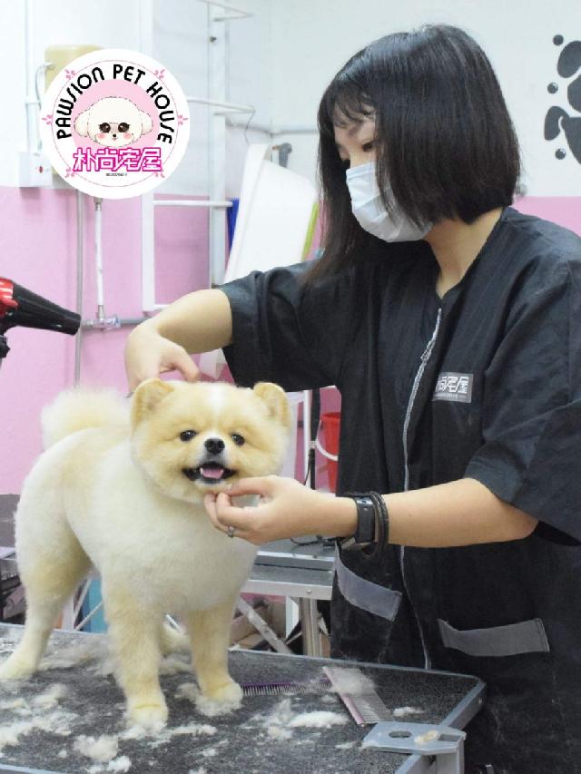 Champion Mobile Pet Grooming