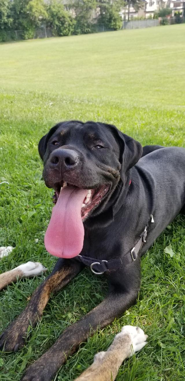 cat boarding north york