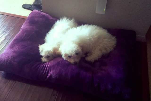 doggy night care near me