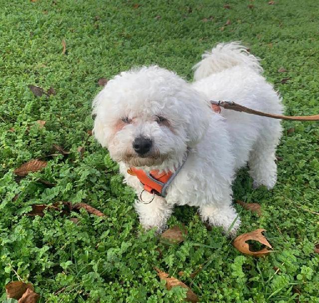 Pet Daycare In Rue Des Bourguignons Asnieres Sur Seine Alina Gardrie Petbacker Ile De France