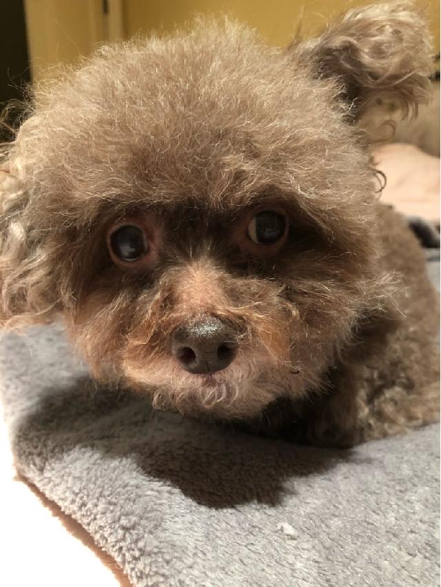 Dog Boarding in Richmond，BC, Richmond Nini Doggy Day Care PetBacker