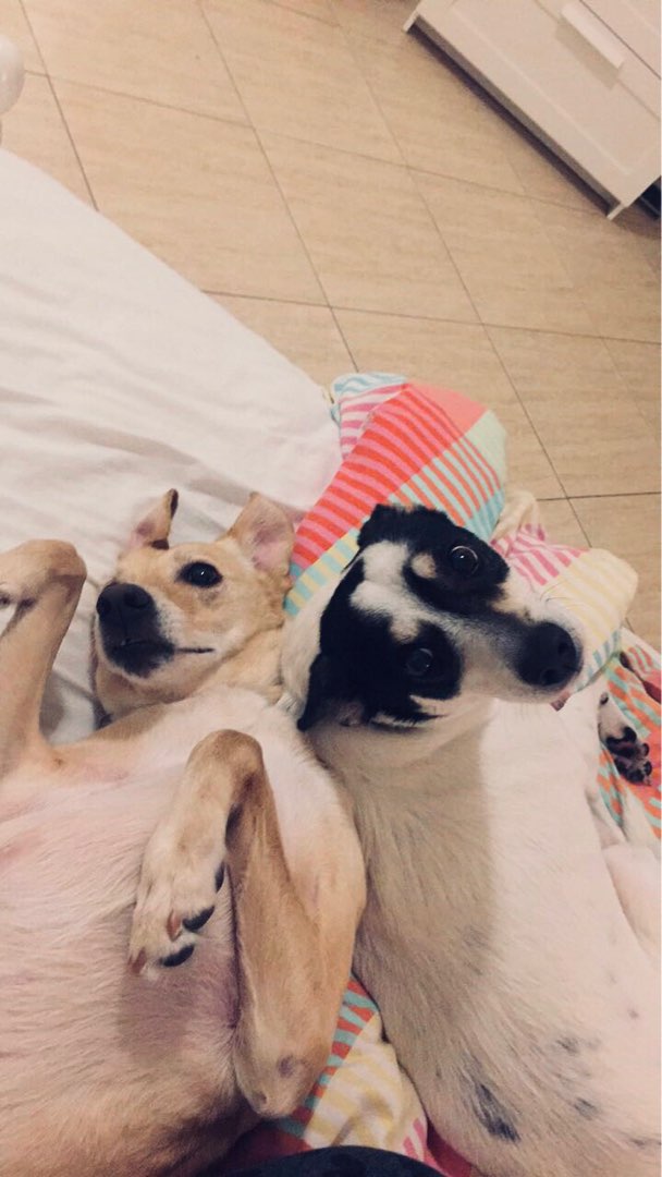 Pet Sitter in Camden, Kentish Town, Guildford Dog Sitting Guildford