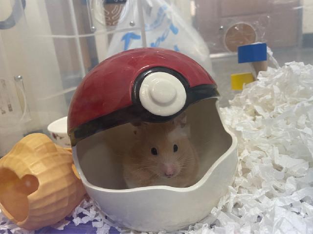 Pet Hotel Home Pet Boarding in 桃園, 桃園區| 桃園倉鼠寄宿