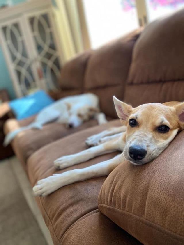 Dog, Cat Daycare in South ridge tower , Jumeirah Village Mannie’s Day