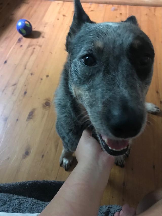 Dog Hotel Home Pet Boarding in Jakarta, Kelapa Gading Barat Jakarta