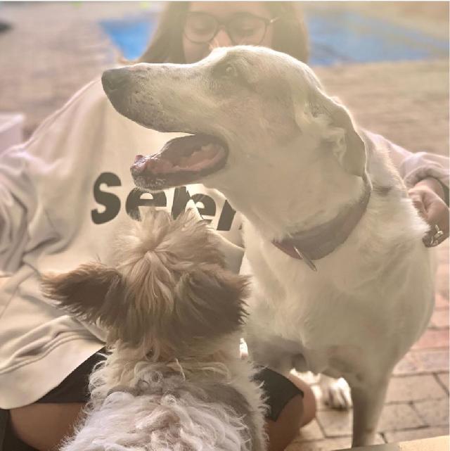 Pet Hotel Home Pet Boarding in Walmer Estate , Cape Town Capes Towns