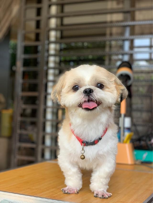 Dog Grooming in Taman Sri puchong, Bandar Puteri Puchong