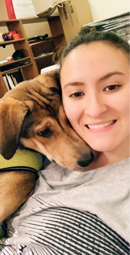 Dog Walking in Playacar , The PearlQatar ALAAK’ Pet Care The Pearl