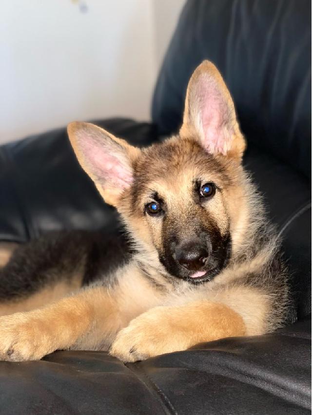 Dog, Bird Daycare in Durban , Durban Queensburgh Dog Boarding